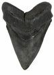 Large, Fossil Megalodon Tooth #56823-1